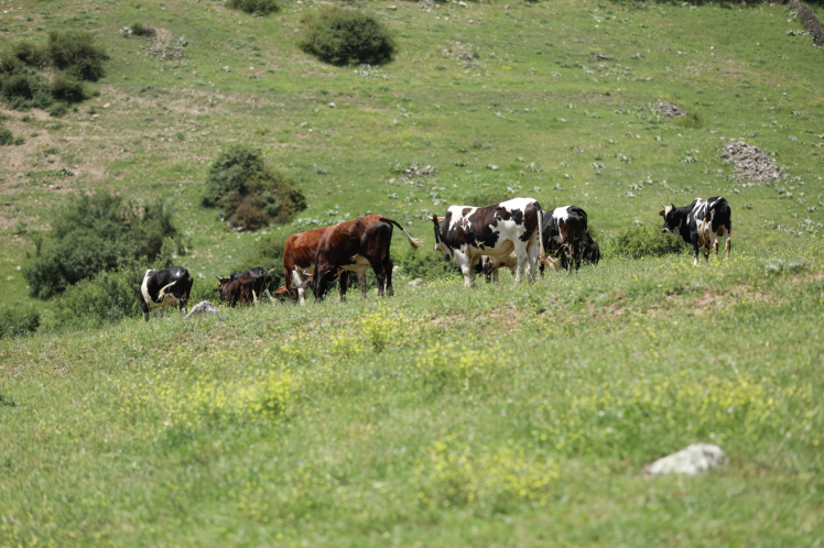 آرباکس، طعمی که به اصالت شیر احترام می‌گذارد